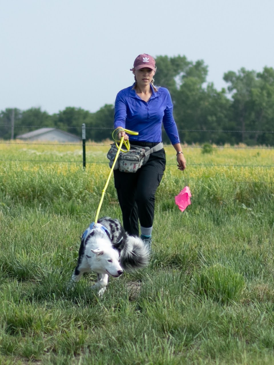 A dog handler with a blue shirt and pink pin flags walks alongside a blue merle border collie who is running with his head down. They are in a field and it is sunny.